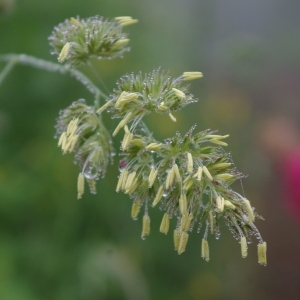 Photographie n°77548 du taxon Dactylis glomerata L.