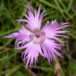 Photographie n°77552 du taxon Dianthus hyssopifolius subsp. hyssopifolius