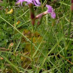 Photographie n°77553 du taxon Dianthus hyssopifolius subsp. hyssopifolius