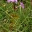  Alain Bigou - Dianthus hyssopifolius subsp. hyssopifolius