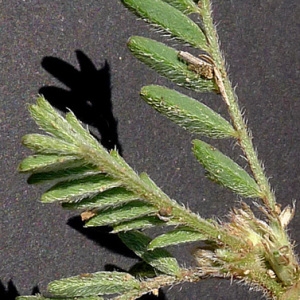 Photographie n°77569 du taxon Astragalus sesameus L. [1753]