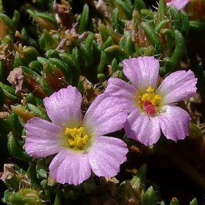 Franca thymifolia Vis. (Frankénie hirsute)