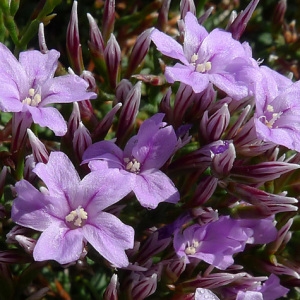 Limonium minutum sensu auct. plur. (Faux Limonium nain)