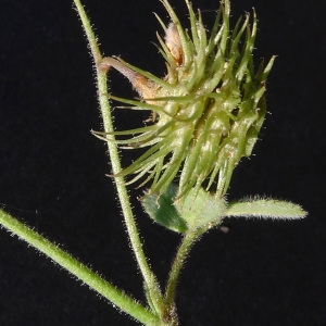 Photographie n°77579 du taxon Medicago disciformis DC. [1813]