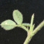  Bertrand BUI - Medicago disciformis DC. [1813]