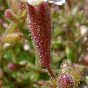 Silene sedoides Poir. (Silène faux orpin)
