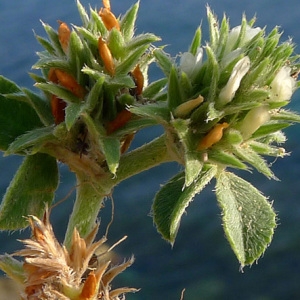 Trifolium scabrum L. (Trèfle scabre)