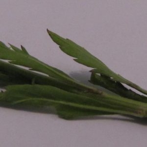 Photographie n°77608 du taxon Lepidium virginicum L.