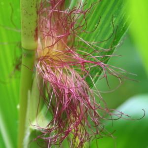 Photographie n°77609 du taxon Zea mays L. [1753]