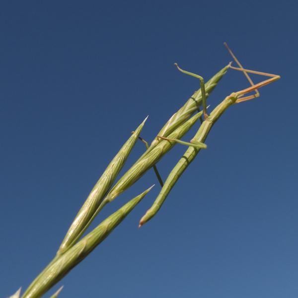 Brachypodium phoenicoides (L.) Roem. & Schult. [1817] [nn10119] par Matthieu Gauvain le 14/05/2012 - Saint-Martin-de-Crau