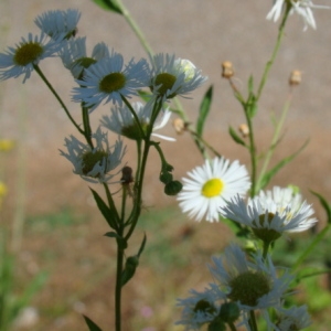 Photographie n°77619 du taxon Erigeron annuus (L.) Desf. [1804]