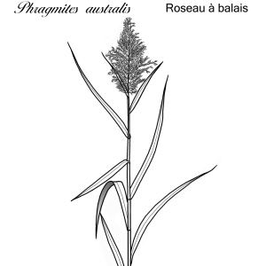 Photographie n°77630 du taxon Phragmites australis (Cav.) Trin. ex Steud. [1840]