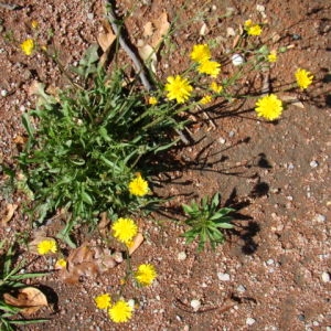  - Crepis vesicaria subsp. taraxacifolia (Thuill.) Thell. [1914]