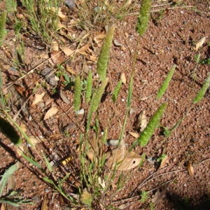 Photographie n°77639 du taxon Setaria verticillata (L.) P.Beauv. [1812]