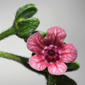 Cynoglossum pustulatum Boiss. (Cynoglosse)