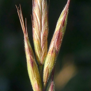 Photographie n°77685 du taxon Bromus squarrosus L. [1753]