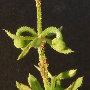 Photographie n°77689 du taxon Galium tricornutum Dandy [1957]