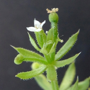 Photographie n°77690 du taxon Galium tricornutum Dandy [1957]