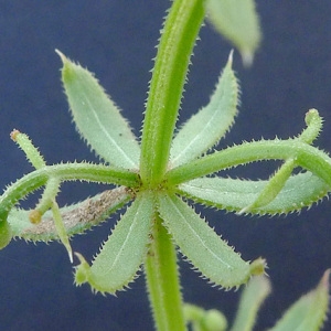 Photographie n°77691 du taxon Galium tricornutum Dandy [1957]