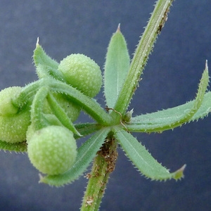 Photographie n°77692 du taxon Galium tricornutum Dandy [1957]