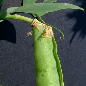 Photographie n°77699 du taxon Lathyrus ochrus (L.) DC. [1805]