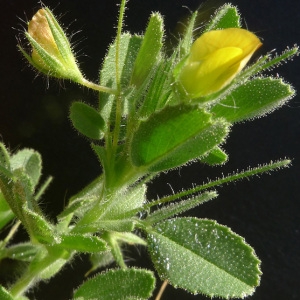  - Ononis viscosa subsp. breviflora (DC.) Nyman [1878]