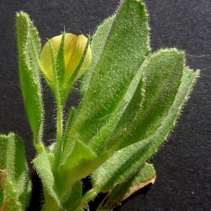 Photographie n°77706 du taxon Ononis viscosa subsp. breviflora (DC.) Nyman [1878]