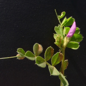 Photographie n°77710 du taxon Vicia sativa subsp. macrocarpa (Moris) Arcang. [1882]