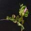  Bertrand BUI - Vicia sativa subsp. macrocarpa (Moris) Arcang. [1882]
