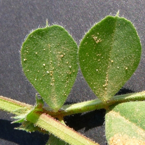 Photographie n°77711 du taxon Vicia sativa subsp. macrocarpa (Moris) Arcang. [1882]