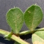  Bertrand BUI - Vicia sativa subsp. macrocarpa (Moris) Arcang. [1882]