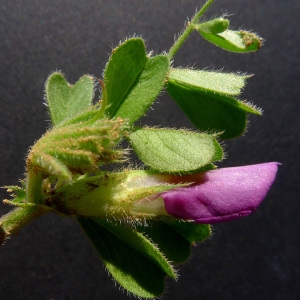 Vicia macrocarpa (Moris) Bertol. (Vesce à gros fruits)
