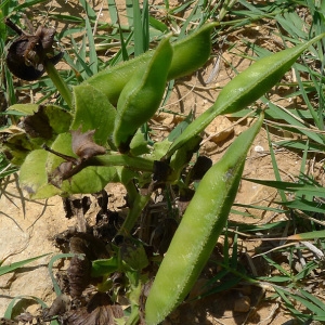  - Vicia sativa subsp. macrocarpa (Moris) Arcang. [1882]