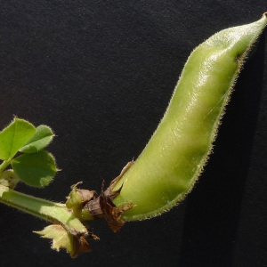 Photographie n°77715 du taxon Vicia sativa subsp. macrocarpa (Moris) Arcang. [1882]