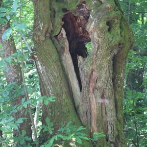 Photographie n°77739 du taxon Castanea sativa Mill.