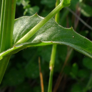 Photographie n°77767 du taxon Crepis pulchra L. [1753]