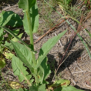 Photographie n°77768 du taxon Crepis pulchra L. [1753]