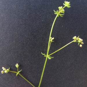 Photographie n°77774 du taxon Galium parisiense L. [1753]