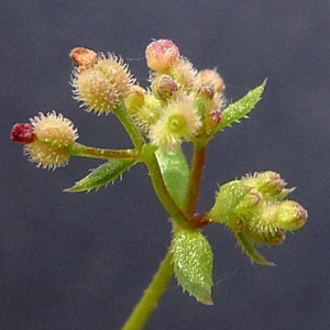Aparinella tenuicaulis (Jord.) Fourr. (Gaillet d'Angleterre)