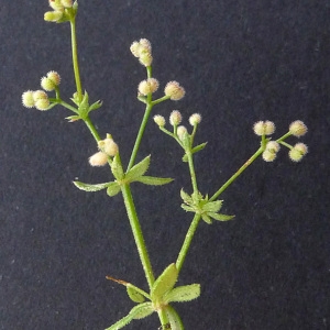  - Galium parisiense L. [1753]