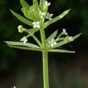Galium tricornutum Dandy (Gaillet à trois cornes)