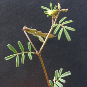 Photographie n°77782 du taxon Hippocrepis ciliata Willd. [1808]