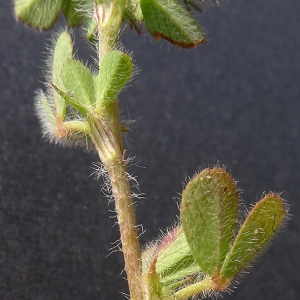 Photographie n°77790 du taxon Trifolium lappaceum L. [1753]