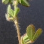  Bertrand BUI - Trifolium lappaceum L. [1753]