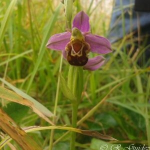 Photographie n°77795 du taxon Ophrys apifera Huds. [1762]