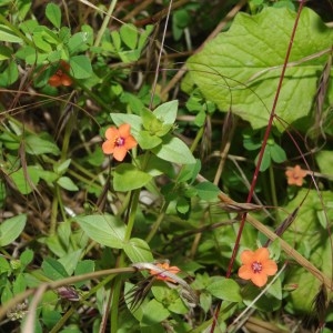 Photographie n°77808 du taxon Anagallis arvensis L. [1753]