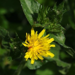 Photographie n°77812 du taxon Picris echioides L. [1753]