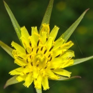 Photographie n°77817 du taxon Tragopogon pratensis L. [1753]