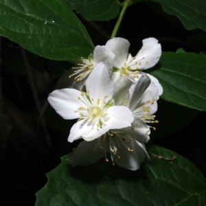 Photographie n°77821 du taxon Philadelphus coronarius L. [1753]