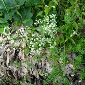 Photographie n°77830 du taxon Galium mollugo L. [1753]